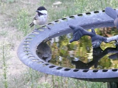 Black-capped chickadee - near Westfield, WI - 2007-08-02