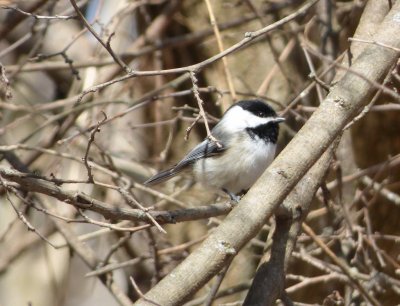 Black-capped chickadee - Pheasant Branch Conservancy, Middleton, WI - 2014-03-29