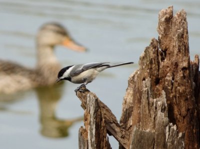 Black-capped chickadee on stump with mallard in background - Strickers Pond, Middleton, WI -  2014-05-08