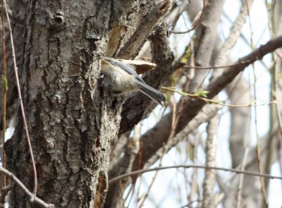 Black-capped chickadee - Strickers Pond, Middleton, WI - 2014-04-23