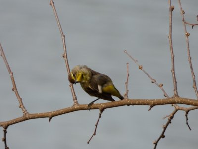 Palm warbler - Stricker's Pond, Middleton, WI - 2014-05-08