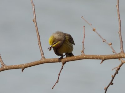 Palm warbler - Stricker's Pond, Middleton, WI - 2014-05-08