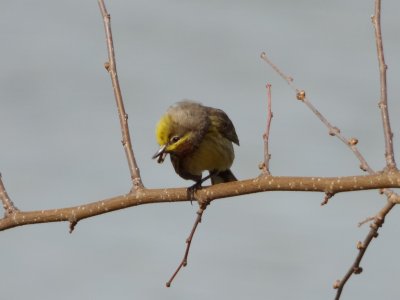 Palm warbler - Stricker's Pond, Middleton, WI - 2014-05-08 