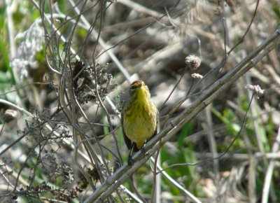 Palm warbler - Tiedeman Pond, Middleton, WI - 2009-05-04