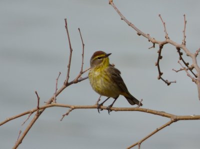 Palm warbler - Stricker's Pond, Middleton, WI -  2014-05-08 