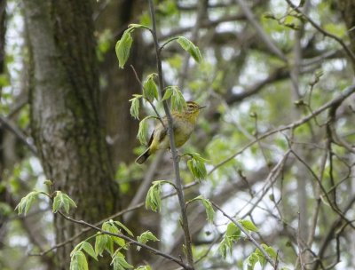 Palm warbler - Stricker's Pond, Middleton, WI -  2013-05-10