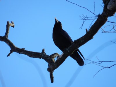 Crow - Stricker's Pond, Middleton, WI - 2012-02-05