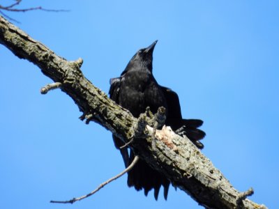 Crow - Stricker's Pond, Middleton, WI - 2011-12-26