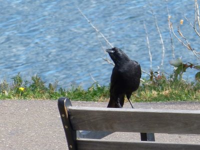 Crow - Strickers Pond, Middleton, WI - 2012-09-19