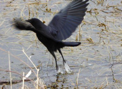 Crow take-off - Stricker's Pond, Middleton, WI - 2016-03-07 