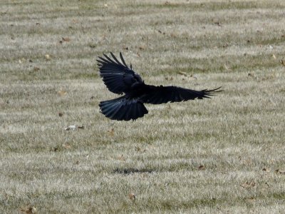 Crow flying - Stricker's Pond, Middleton, WI - 2009-04-11