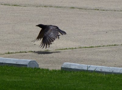 Crow flying - Badger Prairie County Park, Verona, WI - 2013-05-23