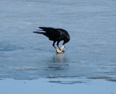 Crow on ice with food - Stricker's Pond, Middleton, WI - 2011-03-28