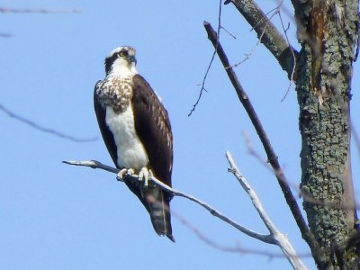 Osprey - Strickers Pond, Middleton, WI - 2013-04-25