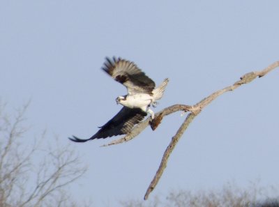 Osprey taking off - Stricker's Pond, Middleton, WI -2014-04-18 