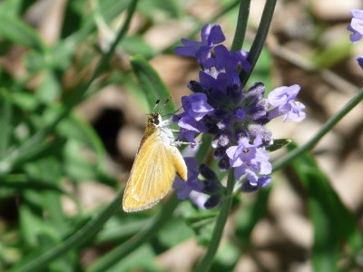 least skipper - Fitchburg, WI - 2009-06-26