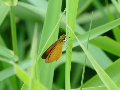 least skipper - Avoca, WI - 2013-08-15 