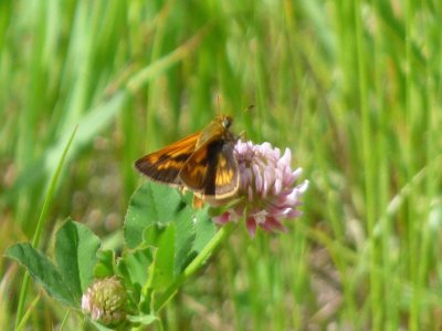 Long dash - Necedah National Wildlife Refuge, WI - 2014-06-09