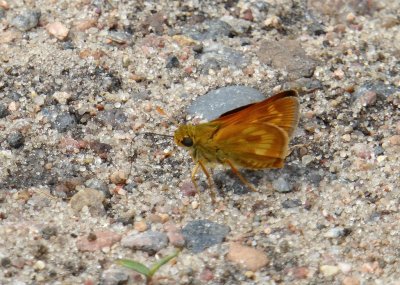 Long dash - Buena Vista Grasslands, Central Wisconsin - 2015-06-14 