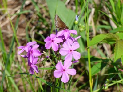 Dusted skipper Crex Meadows, Burnett County, WI - 2014-06-08