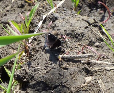 Common sootywing - Shea Prairie, WI - 2014-05-26 