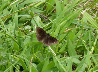 Common sootywing - Rettenmund Prairie, Black Earth, WI - 2016-08-21 