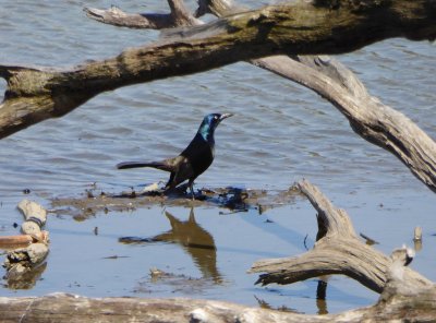 Grackle - Stricker's Pond, Middleton, WI - 2016-04-15