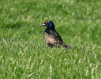 Grackle - Badger Prairie County Park, Verona, WI - 2010-04-15 