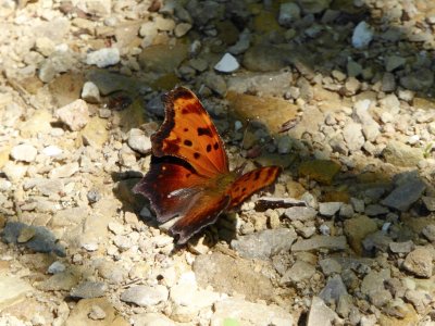 Gray comma - rural Mazomanie, WI - 2015-06-19 