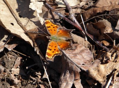 Gray comma - Blue Mound State Park, WI - 2016-04-03 
