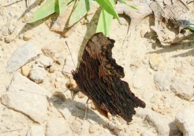 Gray comma - Walking Iron Park, Mazomanie, WI - 2016-07-30 