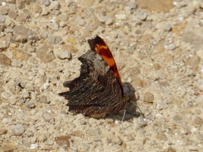 Gray comma - Walking Iron Park, Mazomanie, WI - 2016-07-30 