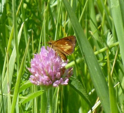 Mulberry wing skipper - near Black Earth, WI - 2011-07-04