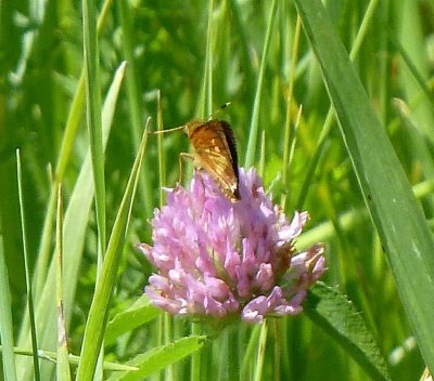 Mulberry wing skipper - near Black Earth, WI - 2011-07-04