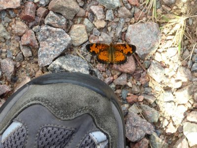 Northern crescent by shoe - Bauer Brockway State Natural Area, WI - 2016-08-03