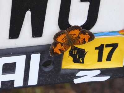 Northern crescent on license plate - Bauer Brockway State Natural Area, WI - 2016-08-03