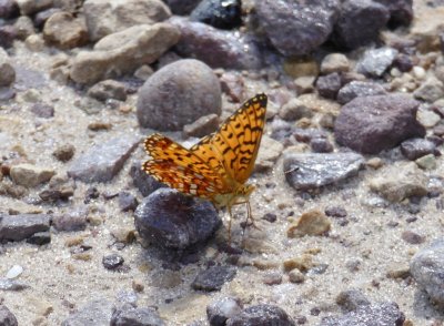Silver-bordered fritillary - Necedah National Wildlife Refuge, WI - 2016-08-14