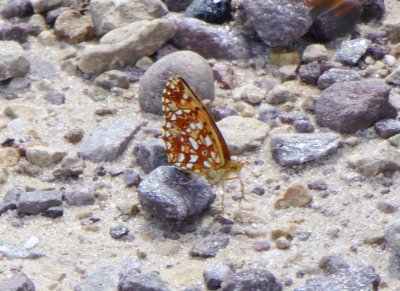 Silver-bordered fritillary - Necedah National Wildlife Refuge, WI - 2016-08-14