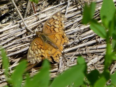 Variegated fritillary - Smith-Drumlin Prairie, Cambridge, WI - 2014-07-09