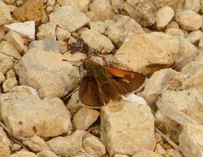 Tawny edged skipper - Shea Prairie, Iowa County, WI - 2015-08-30 