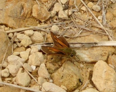 Tawny-edged skippers - GALLERY