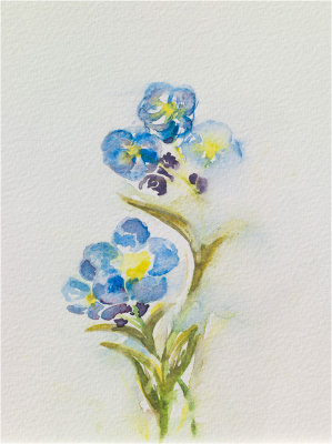 MYOSOTIS