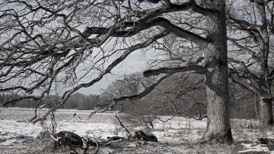 Oak - Ek