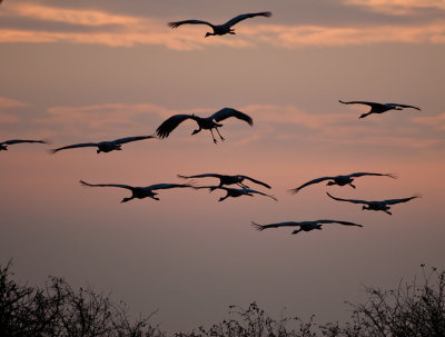 Cranes - Tranor