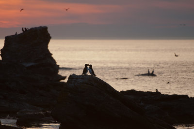 Gotland