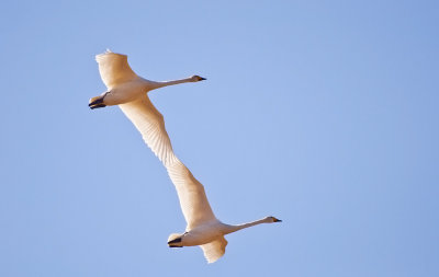 Whooper Swan - Sångsvanar, Tysslingen, Örebro, Närke