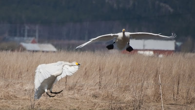 Whooper Swan - Sångsvanar, Tysslingen, Närke