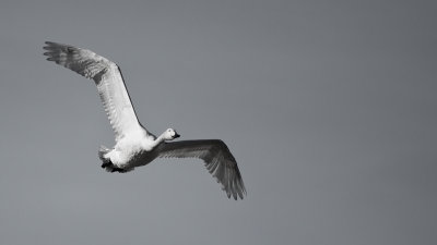 Whooper Swan - Sångsvanar, Tysslingen, Närke