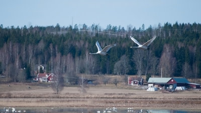 Whooper Swan - Sångsvanar, Tysslingen, Närke
