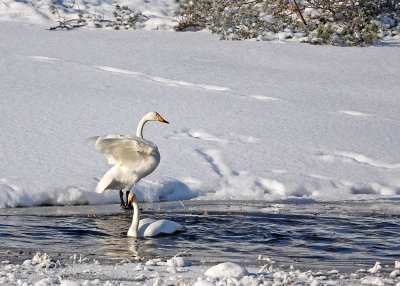 Whooper Swan - Sångsvanar, Nyfors